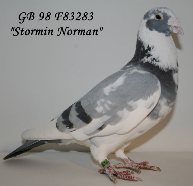 Stormin Norman