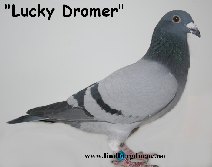 Lucky Dromer